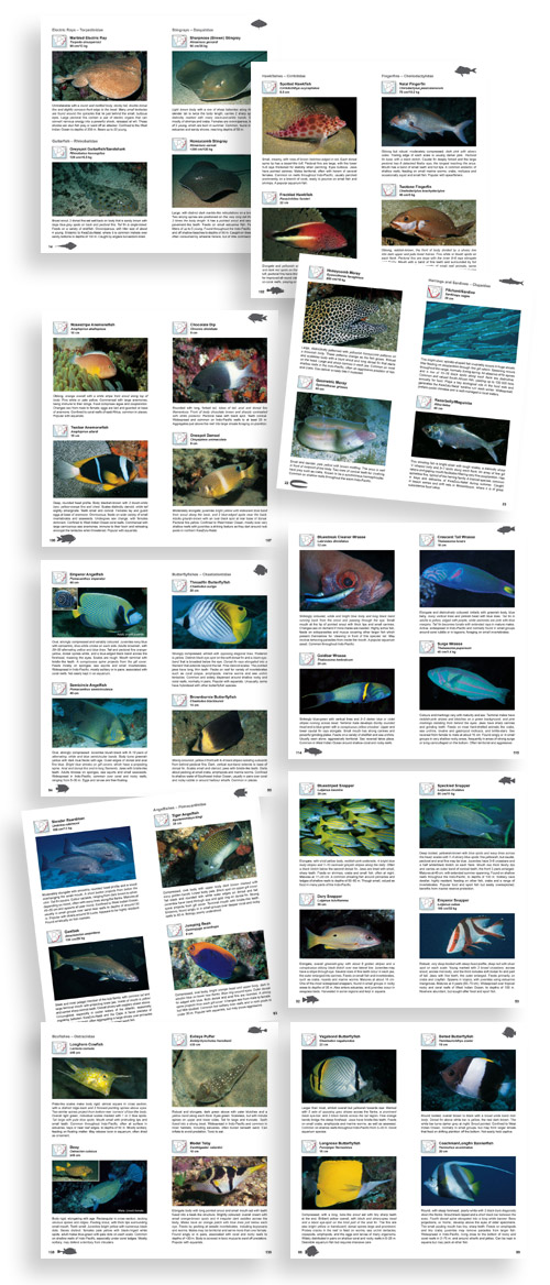 A photographic guide to sea fishes of Southern Africa by Rudy van der Elst and Dennis King